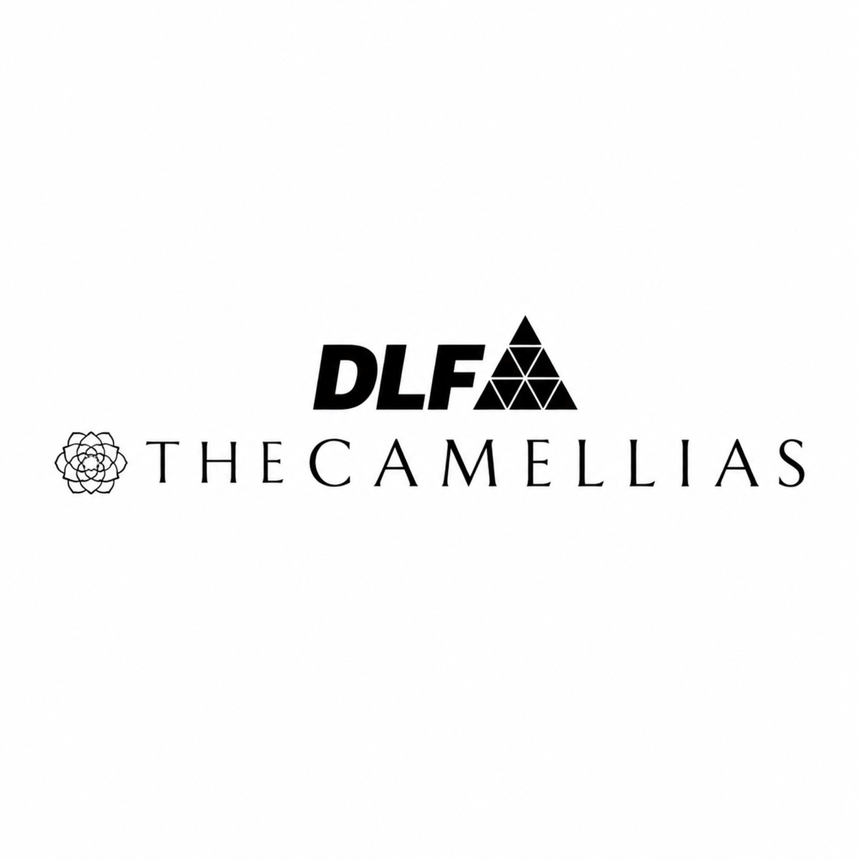 DLF Camellias